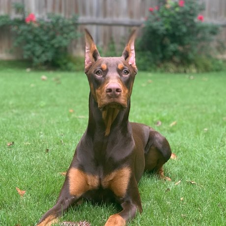 Knox amp ampBear onlyfans fotos