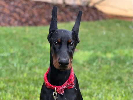 Knox amp ampBear onlyfans nide