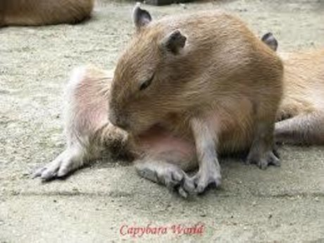 Sexy capy onlyfans porn nude