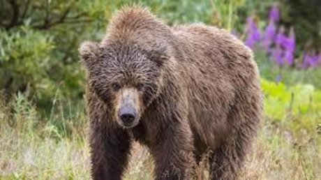 Yung Bear porn onlyfans