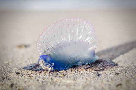 Greg Larro Photography free onlyfans