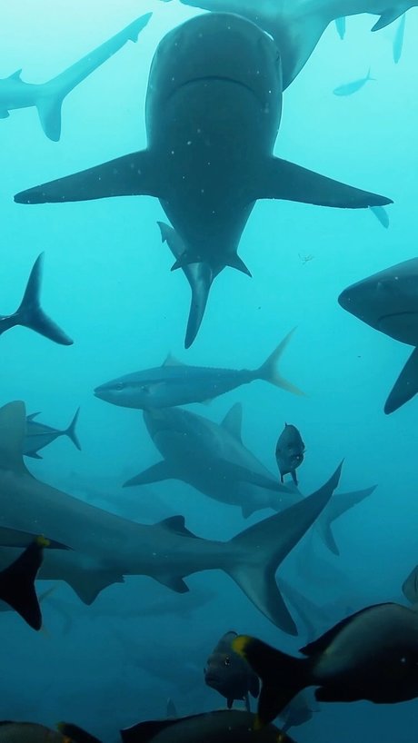 short n sweet joi onlyfans