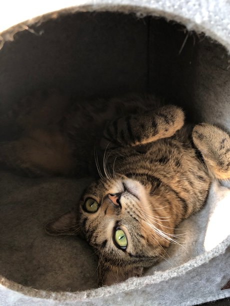 Naughty Kittens only fans leak porn