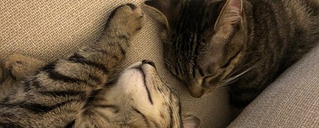 Naughty Kittens onlyfans leaked tits