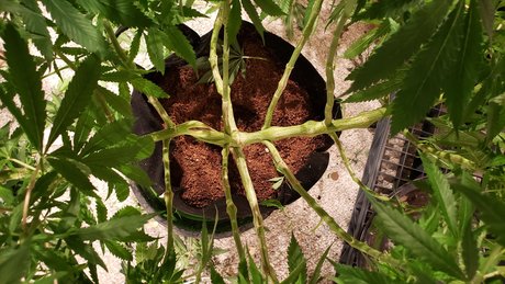 Ghost Face 89 onlyfans naked leaks