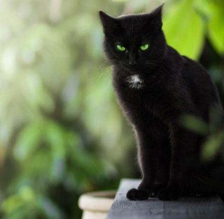 Summer Cat only fans review