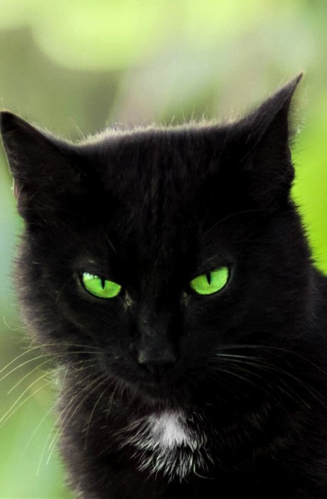 Summer Cat only fans leaked porn