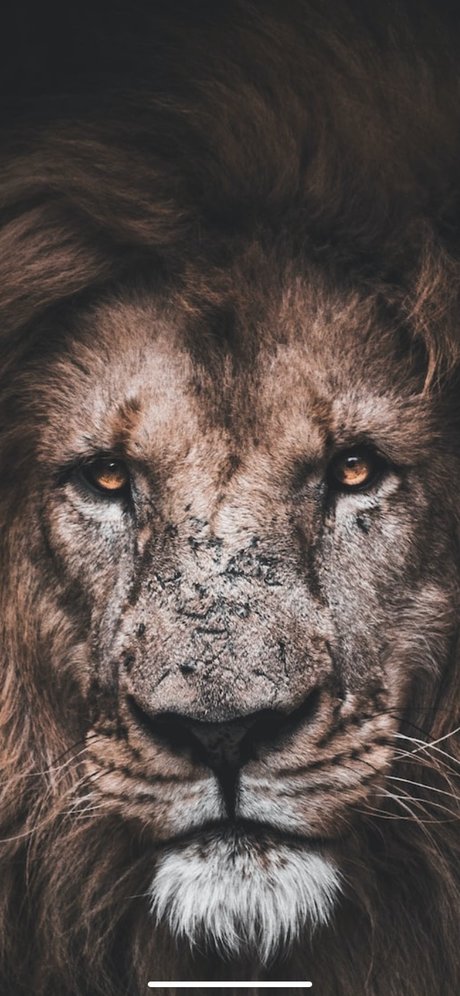 K1ngV1l onlyfans naked leak