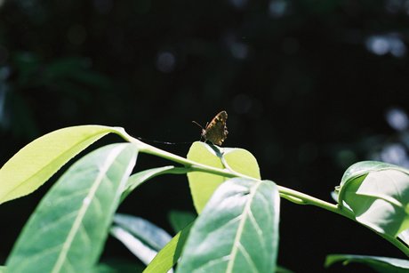 Nymph Feet free onlyfans porn