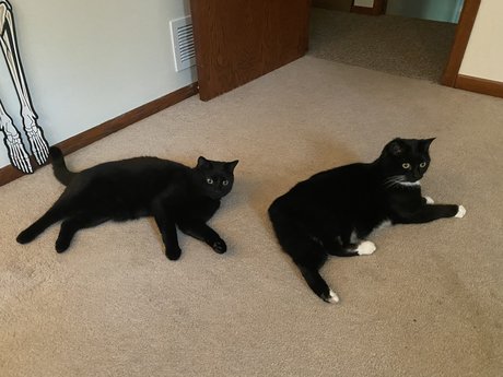 SpookyKittyGuyXXX desnuda onlyfans