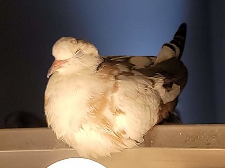 OnlyCoos onlyfans content