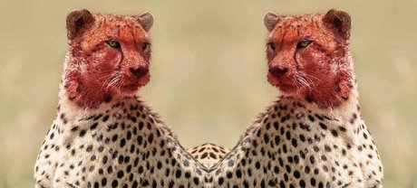 Tatted Cheetah_ naked onlyfans pics