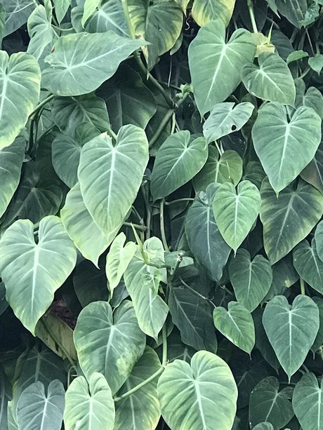 Tiger Scott onlyfans leakes