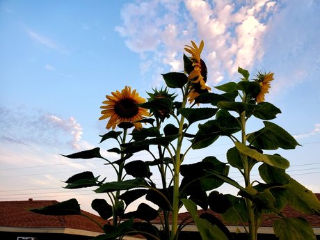 Hot amp amp Spicy Tofu leaks onlyfans porn