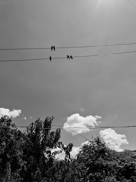 Shrek onlyfans porn leak