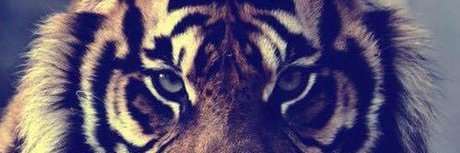 Tiger Papi_ nudes onlyfans