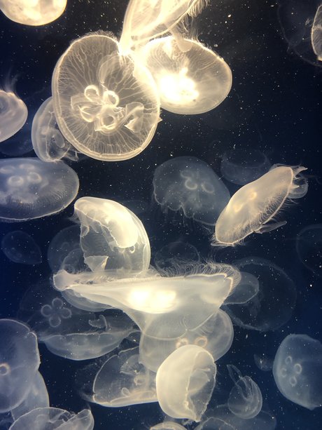 mihokodrive naked onlyfans leaked