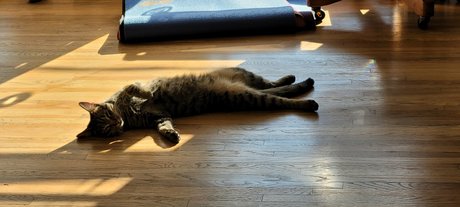 Go For Sho onlyfans leak sex