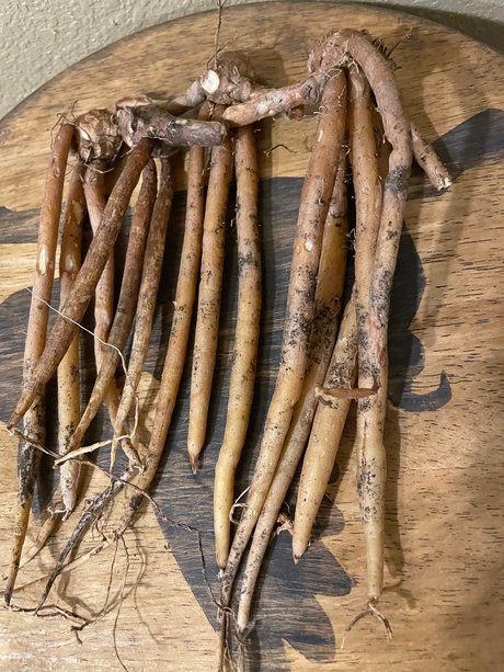 The plantguy leaked onlyfans sex