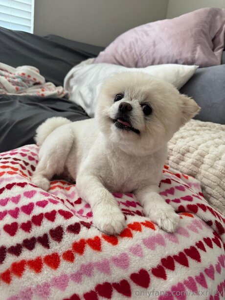 xxxriley onlyfans leaked sex