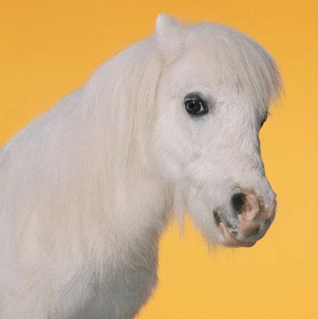 _U N I C O R N_ onlyfans leaka