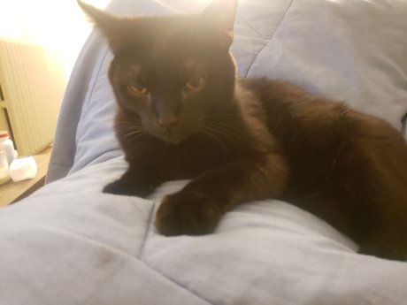 Pika Good Boy leaked nude onlyfans