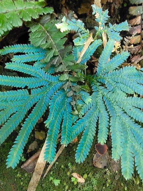 Goldeneye onlyfans leake