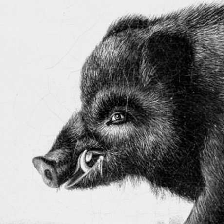 PerKoshon onlyfans strip