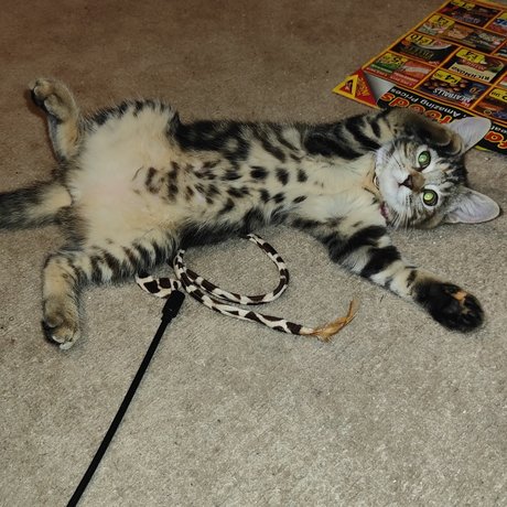 MewPaul onlyfans leaked sex