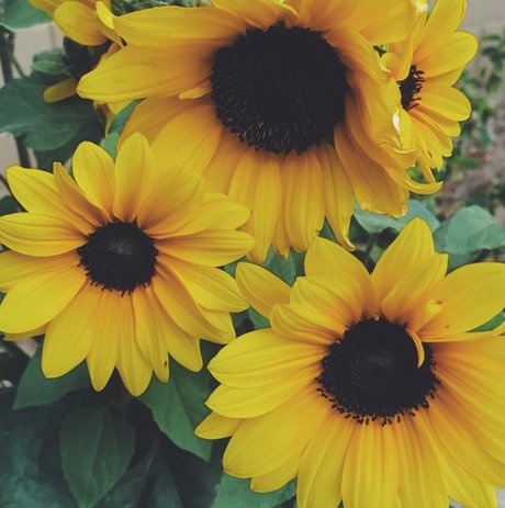 Regina George onlyfans nudes leaks