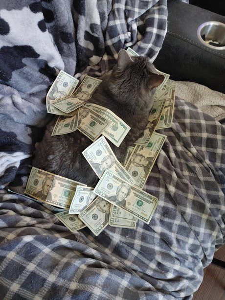 7 Cats new onlyfans leaks