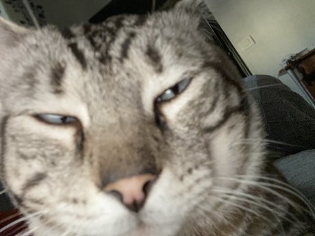 Gato onlyfans nude tits