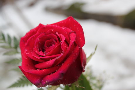 Lady Aerin onlyfans nude tits