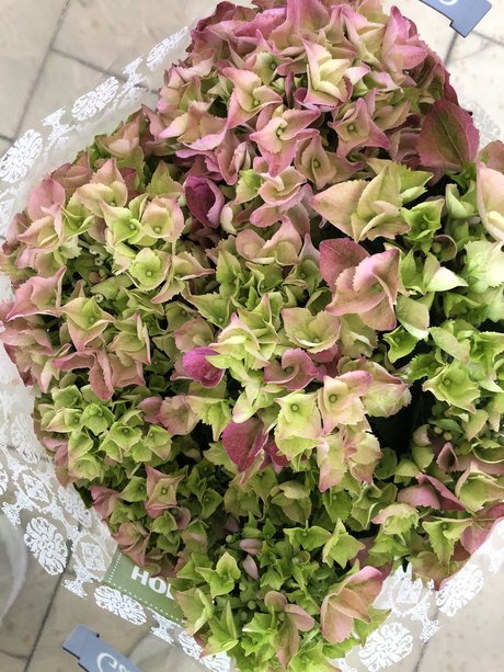 Scandinavian Sugar onlyfans leak