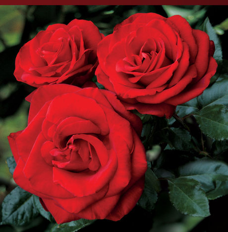 Rose Mystik onlyfans nsfw