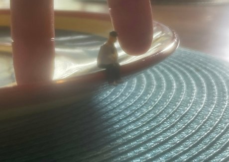 remifree tits onlyfans