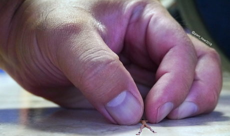 wild boar giant onlyfans tits