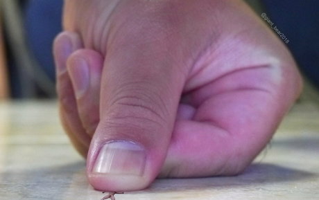 wild boar giant only fans nudes