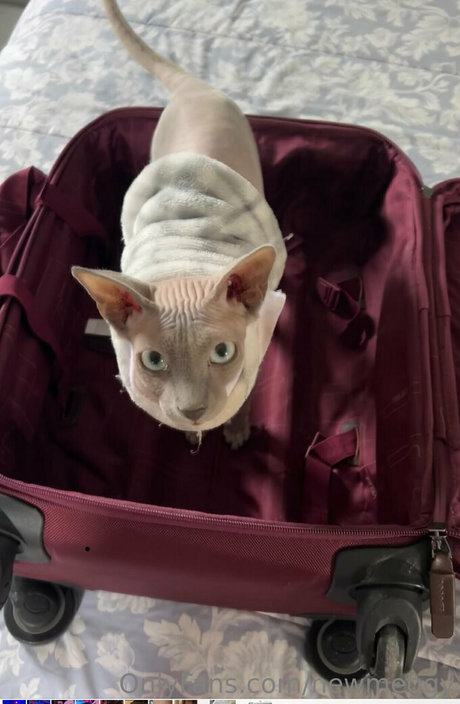 newmeggy onlyfans leaks