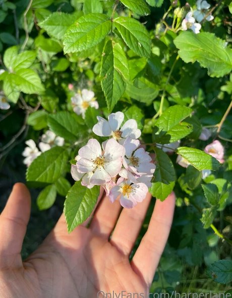 harperlane free onlyfans