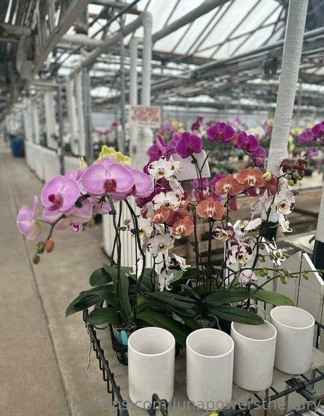 lunapowersthefairy joi onlyfans