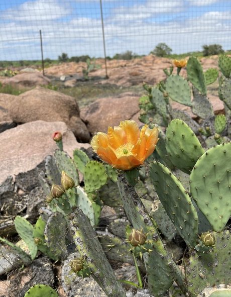 dreamer31 onlyfans leak new