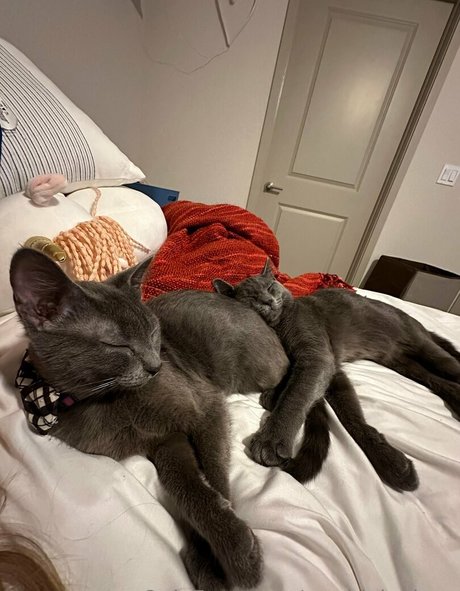 maddylovings onlyfans sex