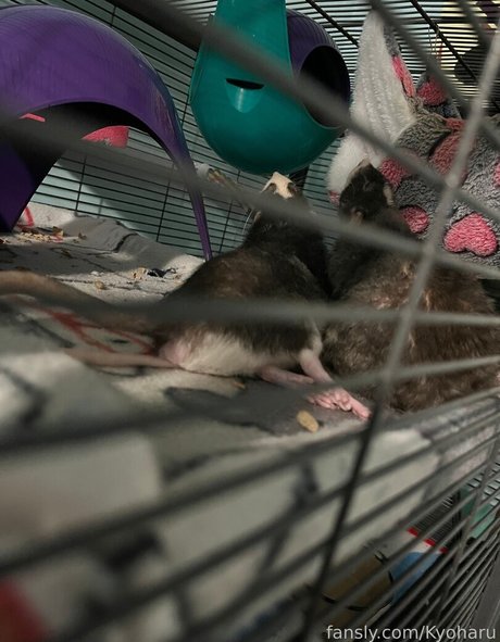 Kyoharu onlyfans leake