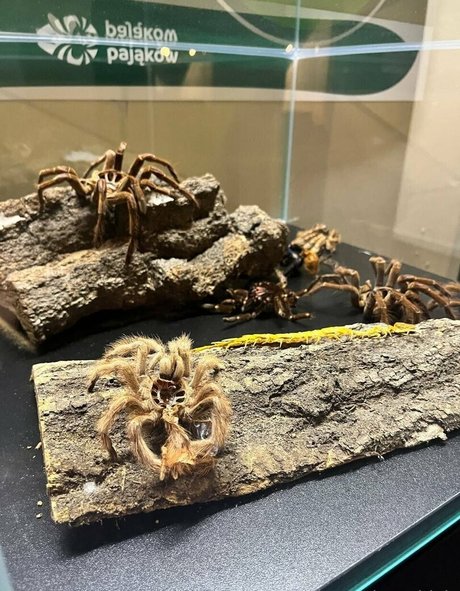 sco000oby girl only fans xxx