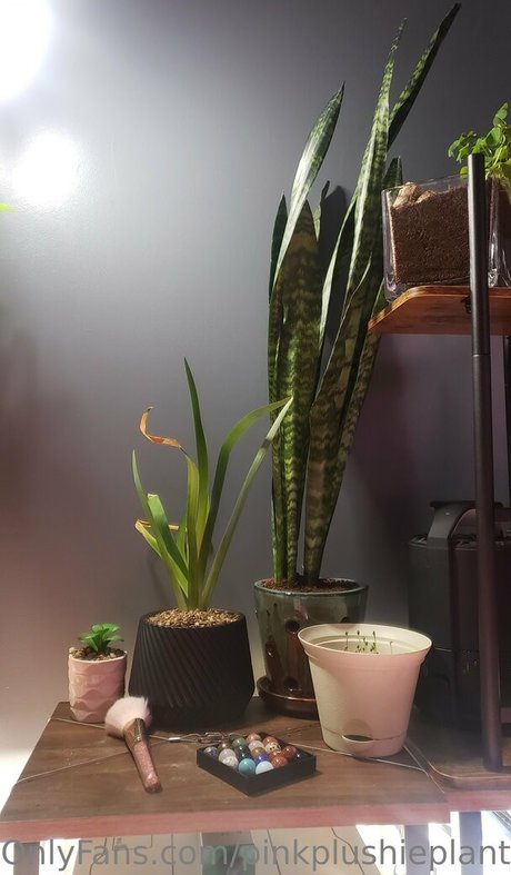 pinkplushieplants on onlyfans