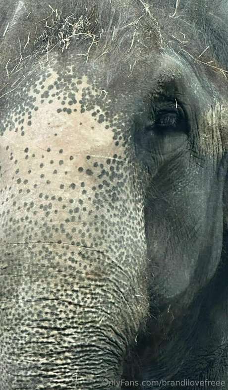 brandilovefreee only fans photos