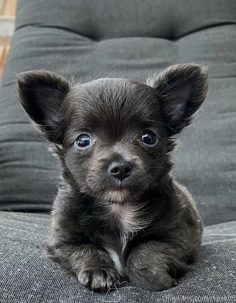 nastyselene onlyfans page