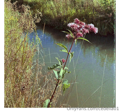 cedella01 naked onlyfans