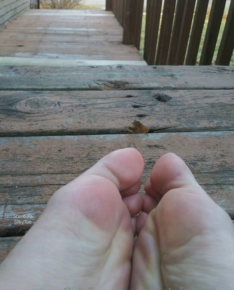 scentofasilkytoe only fans pic